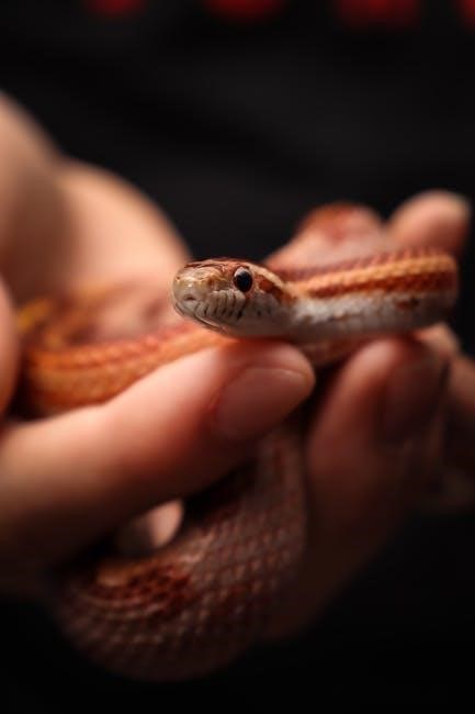 corn snake feeding guide